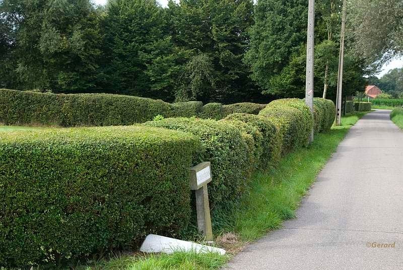 Eigenzinnige heg Achterhoek 2.JPG - Eigenzinnige heg Achterhoek